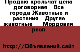 Продаю крольчат цена договорная - Все города Животные и растения » Другие животные   . Мордовия респ.